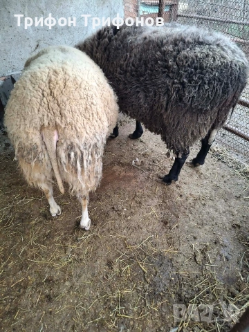 ПРОДАВАМ КОЧОВЕ - ФРЕЗИЕЦ, снимка 2 - Овце - 54120303