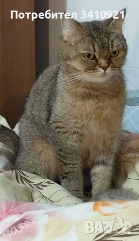 тикирано Таби, снимка 2 - Британска късокосместа - 53022691