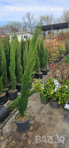 Кипарис "Тотем ", снимка 3 - Градински цветя и растения - 54001994