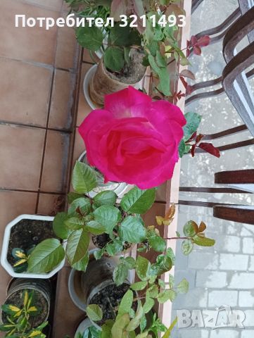 Продавам рози,чашкодрян, салвия,розмарин,китайска паричка/Pilea/, снимка 2 - Градински цветя и растения - 34722969