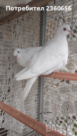 Гугутки- скумрутки, снимка 2 - други­ - 53770009