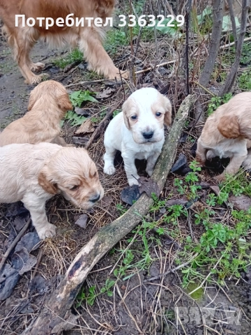 Продавам , снимка 2 - Кокер шпаньол - 52793022