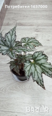 Бегония Maia , снимка 1