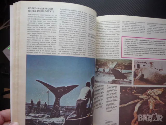 Енциклопедия: Бозайници най голямото животно бързото силното, снимка 4 - Енциклопедии, справочници - 50299629