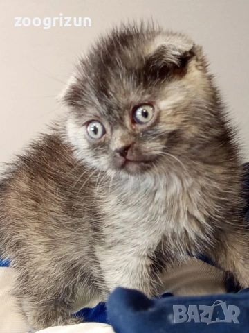 Шотландски клепоухи котенца, снимка 2 - Британска късокосместа - 53632007