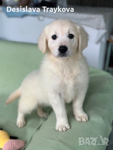 Прекрасни бебета Голдън ретривър 