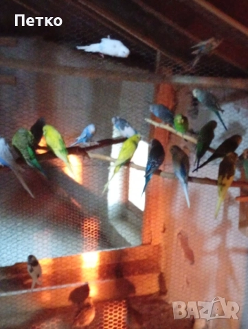 Папагали вълнисти , снимка 2 - Папагали - 51624171