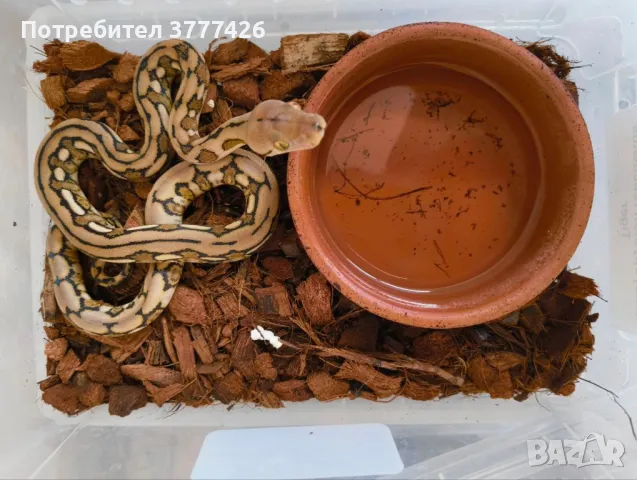 Мрежест Питон / Python reticulatus, снимка 3 - Змии - 42661689