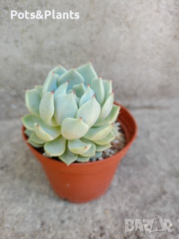 сукуленти/succulents, снимка 10 - Градински цветя и растения - 46492259