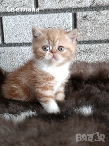 Екзотично късокосместо коте 🐈