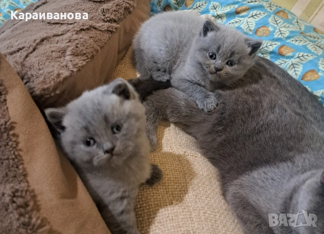 Британски сини колорпойнти , снимка 7 - Британска късокосместа - 53753333