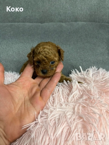 пудел Той/Тийкъп пудел , снимка 7 - Пудели - 51733780