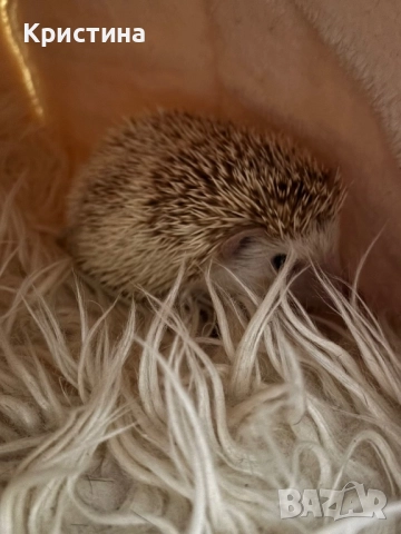 Декоративно таралежче