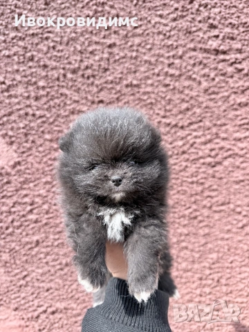 Две момичета и едно момче , снимка 4 - Померан - 53990305