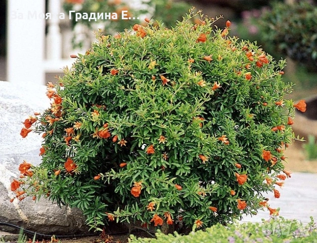 Мини Нар, снимка 6 - Градински цветя и растения - 53620246