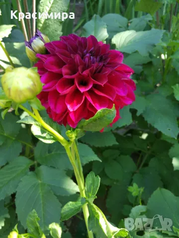 Продавам грудки от далии, снимка 4 - Градински цветя и растения - 49962999