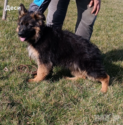 немска овчарка , снимка 2 - Немска овчарка - 53671577