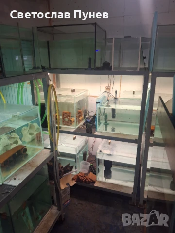 Продавам аквариомите по 50лв стила жители по 250лв, снимка 2 - Аквариуми - 51171328