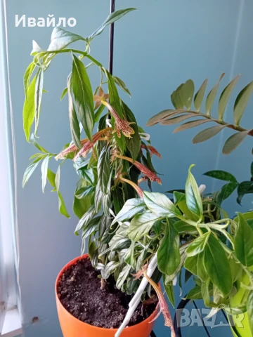 Колумнея - Columnea schiedeana - с цвят