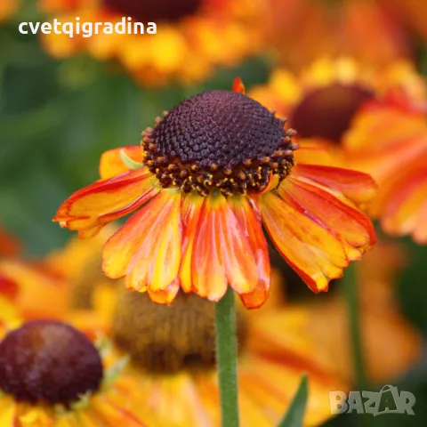 Helenium Red Shades (Хелениум), снимка 2 - Градински цветя и растения - 50111550