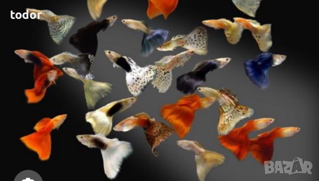 Гупи новородени