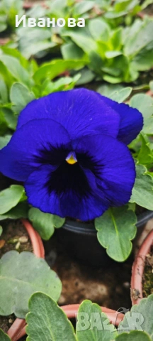 Едри теменужки, снимка 2 - Градински цветя и растения - 53644378