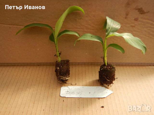 Банан студоустойчив, снимка 1 - Градински цветя и растения - 46308152