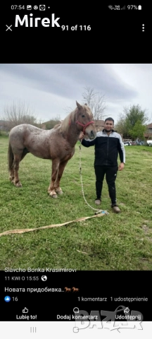 Раданово, снимка 6 - Крави - 52646901