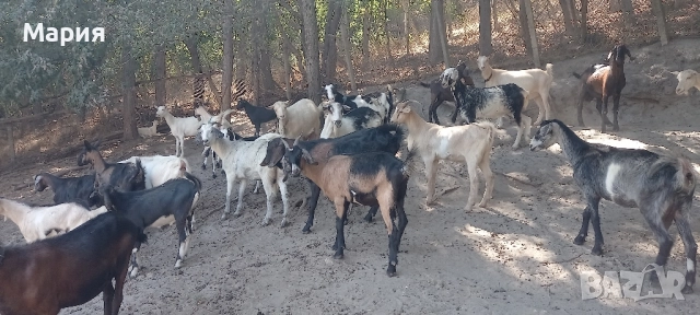 Продавам ярета , снимка 3 - Кози - 51615924