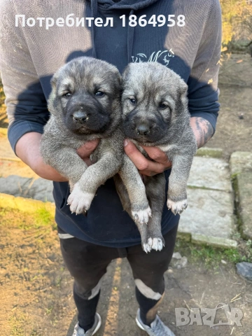 ТУРСКИ КАНГАЛ Доставка , снимка 3 - Кангал - 53747632