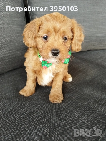 Кавапу/Мини пудел