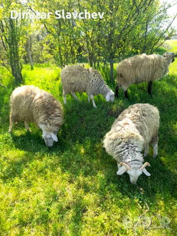 Продавам овце агнета шилета общо икочове общо 16 бройа 2850 евро на куп, снимка 3 - Овце - 54229624