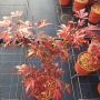 Продава се Японски Клен, Аcer palmatum Аtropurpureum, снимка 14