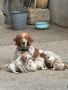 Бретон шпаньол - кученца, снимка 1
