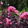Индийски люляк "Лагерстремия" - розов с тъмни листа, снимка 1 - Градински цветя и растения - 45990956