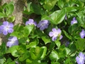 Голяма винка, Голям зимзелен (Vinca major), снимка 1