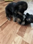 Продавам кучета, снимка 6
