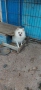 померан, снимка 2