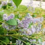 Калифорнийски люляк Хенри Дефозе,  Ceanothus 'Henry Defosee', снимка 2