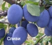 Продавам плодни дръвчета - круши, сливи, ябълки, вишни и дюли, снимка 4