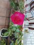 Продавам рози,чашкодрян, салвия,розмарин,китайска паричка/Pilea/, снимка 1 - Градински цветя и растения - 34722969