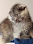 Шотландски клепоухи котенца, снимка 2