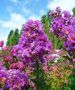 Индийски люляк, снимка 1 - Градински цветя и растения - 45784791