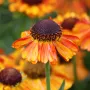 Helenium Red Shades (Хелениум), снимка 2