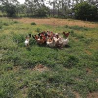 Продавам домашни кокошки, снимка 2 - Кокошки и пуйки - 45497799
