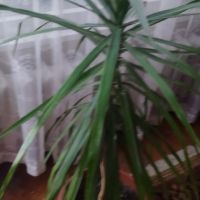 Палма , снимка 3 - Стайни растения - 46008115