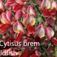 Цитизус - Налични 5 цвята , снимка 1 - Градински цветя и растения - 40810443