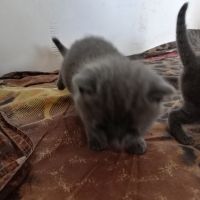 Малки сладки пухкави котенца , снимка 6 - Други - 45405875
