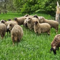 Продавам 15 бр овце , снимка 3 - Овце - 45838459