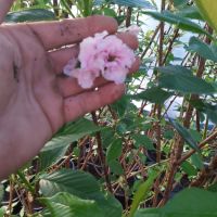 Японска вишна канзан в саксия 200см, снимка 1 - Градински цветя и растения - 45594261